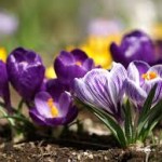 springflower